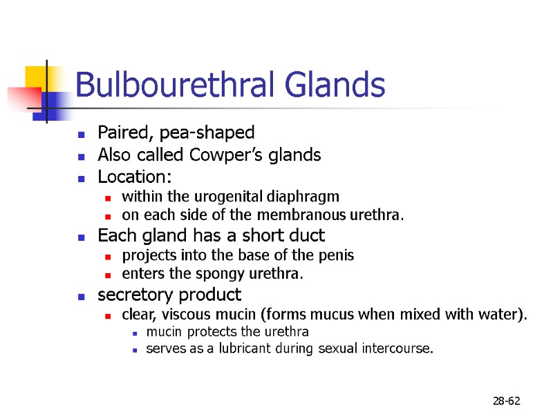 28-62 Bulbourethral Glands  Paired, pea-shaped  Also called Cowper’s glands Location: within the